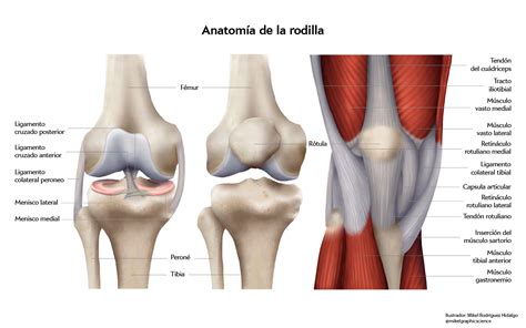 ligamentos de la rodilla-4